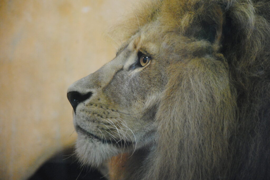 The Tame Lion