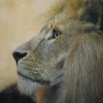 The Tame Lion